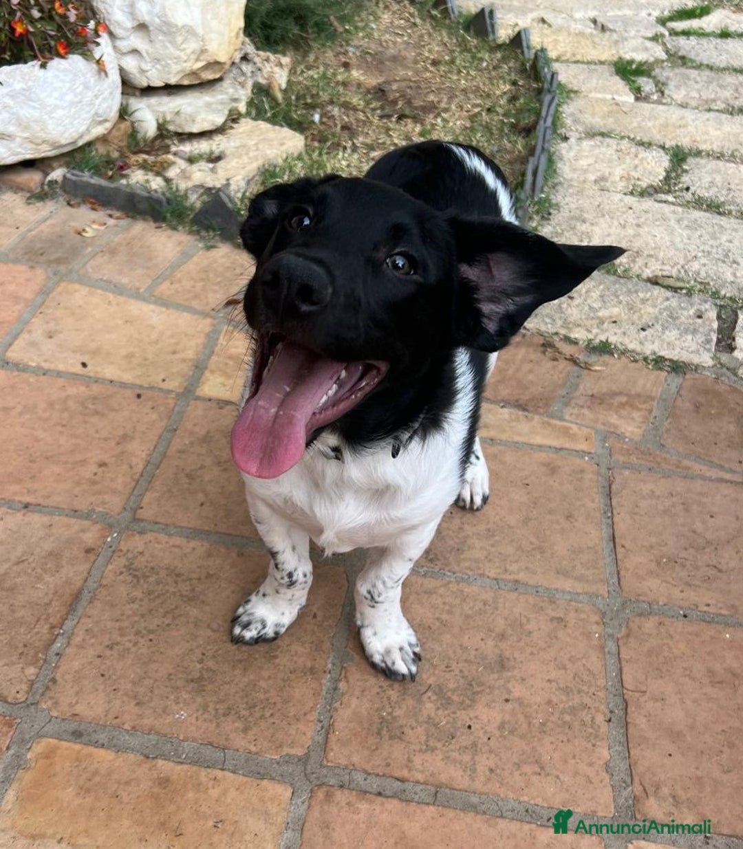 Meticcio cani in regalo: FRATELLINI - Annuncio 5