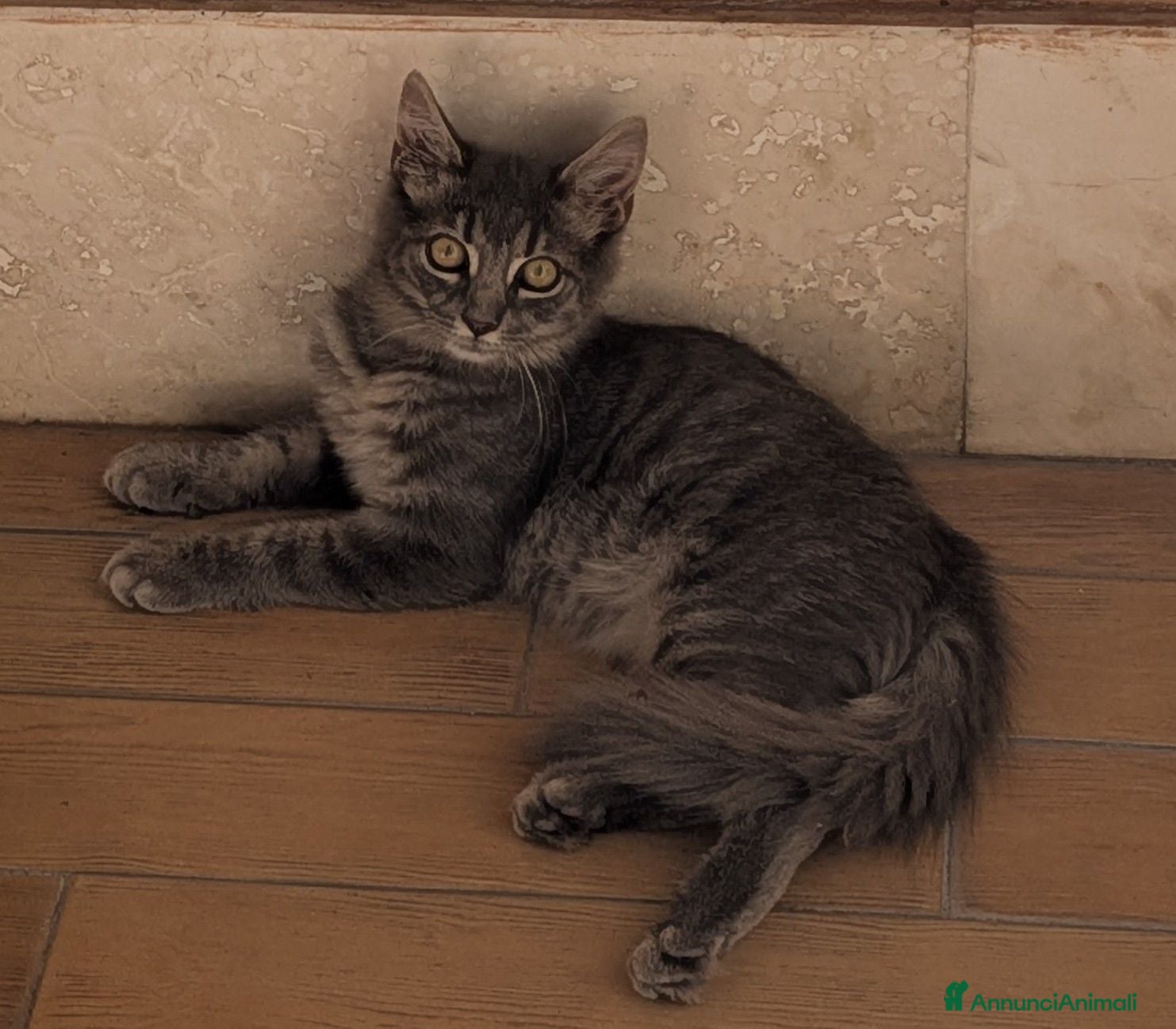 Europeo gatti Gatto in adozione GRATUITA a Roma - Annuncio 24