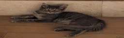 Europeo gatti in regalo: Gatto in adozione GRATUITA a Roma - Annuncio 1