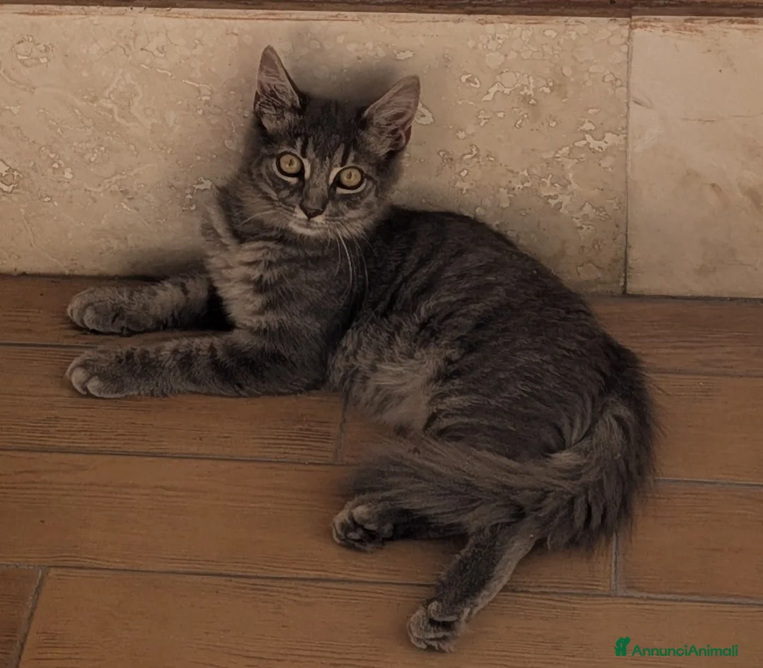 Europeo gatti in regalo: Gatto in adozione GRATUITA a Roma - Annuncio 1