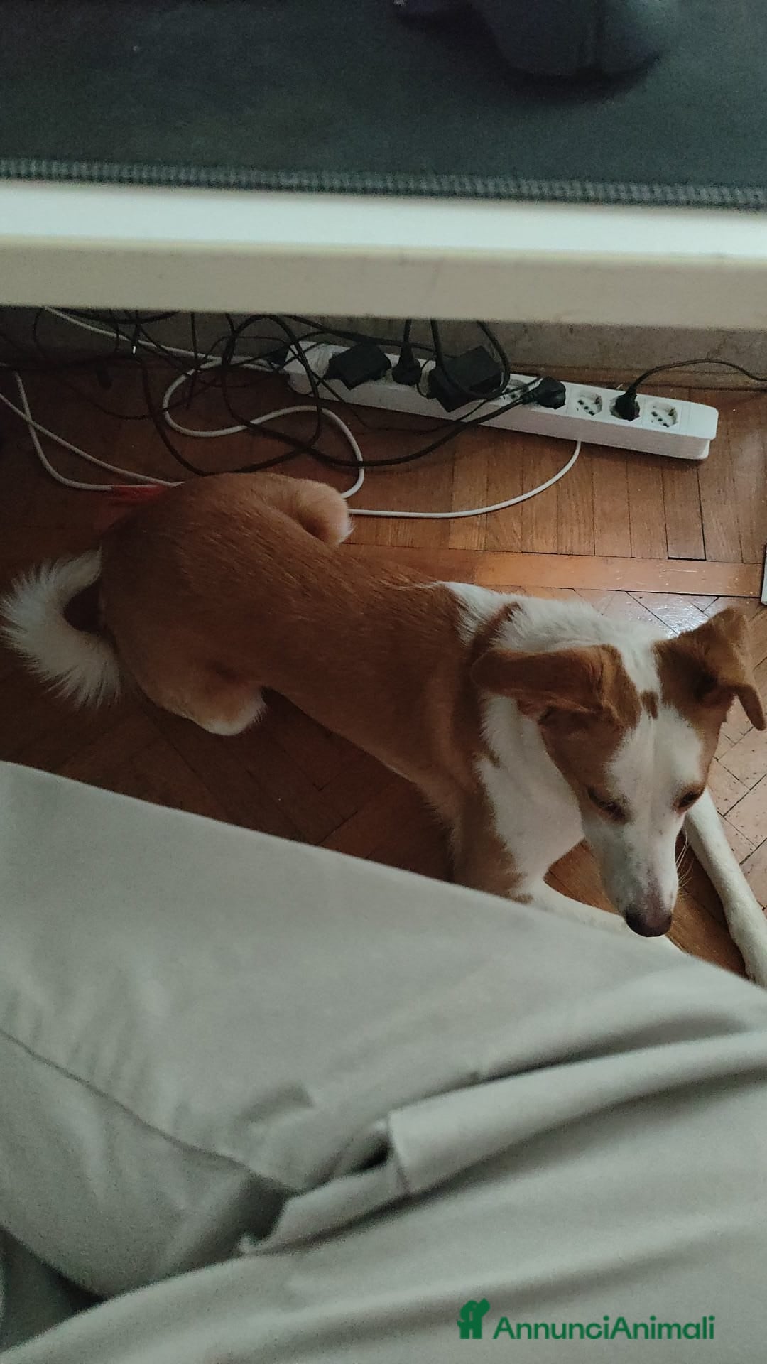 Meticcio cani in regalo: Mila, cane super dolce! - Annuncio 7