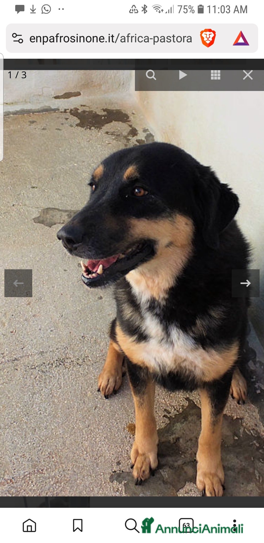 Altre razze cani in regalo: ADOZIONE DEL CUORE PER AFRICA, chiusa in box - Annuncio 1