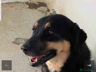 Altre razze cani ADOZIONE DEL CUORE PER AFRICA, chiusa in box - Annuncio 4