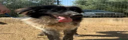 Meticcio cani in regalo: Orso  - Annuncio 5