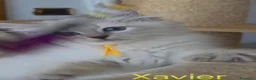 Siberiano gatti in vendita: Cuccioli di gatto siberiano neva masquerade - Annuncio 17