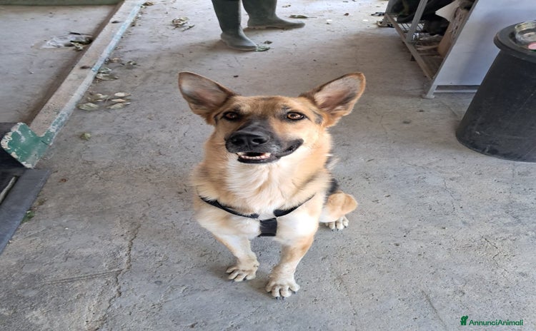 Pinscher Tedesco cani - Annuncio 1