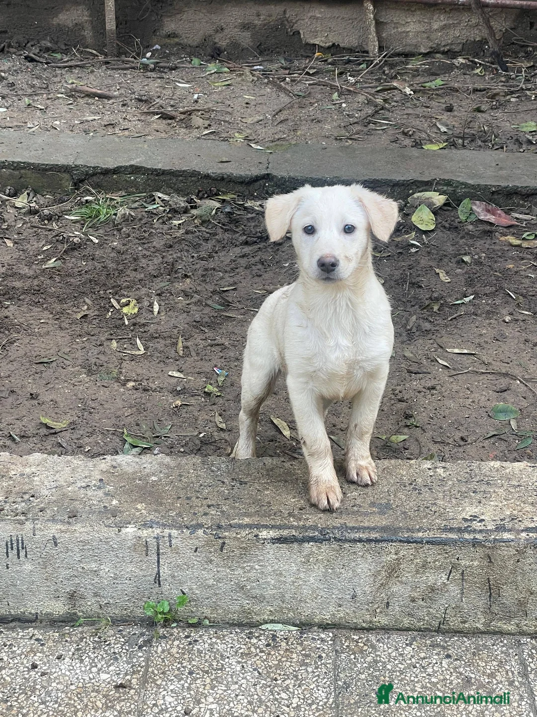 Meticcio cani in regalo: Stella e Kira cucciole tenerissime - Annuncio 2