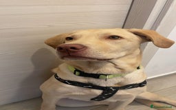 Labrador cani in regalo: Splendido Labrador - THOR a Città metropolitana di Milano - Immagine 3