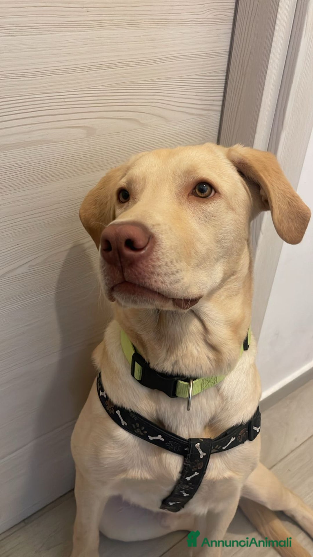 Labrador cani in regalo: Splendido Labrador - THOR a Città metropolitana di Milano - Immagine 3
