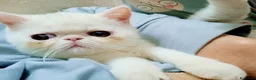 Exotic Shorthair gatti in vendita: Cuccioli Exotic short hair/persiano bianco - Annuncio 3