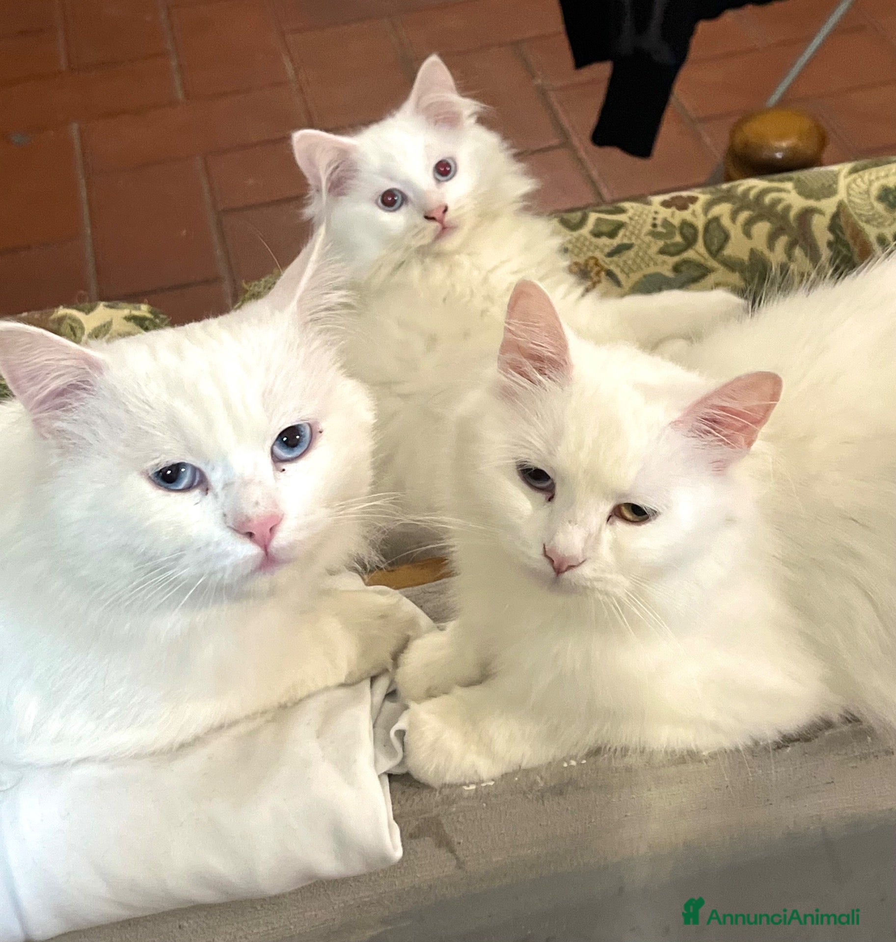 Angora turco gatti Angora turco - Annuncio 27
