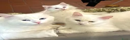 Angora turco gatti in vendita: Angora turco - Annuncio 1