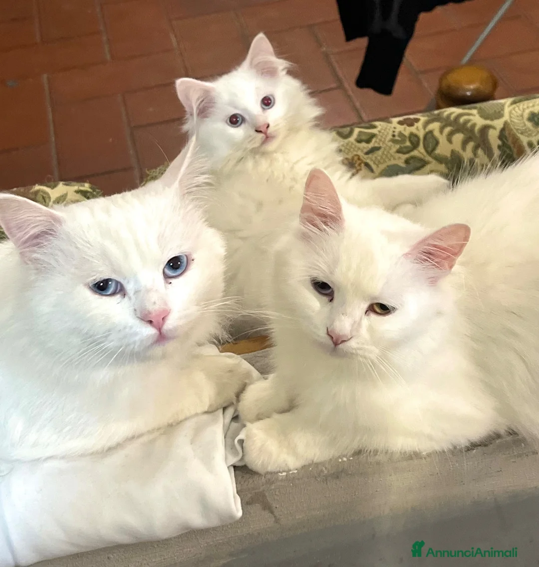 Angora turco gatti in vendita: Angora turco - Annuncio 1