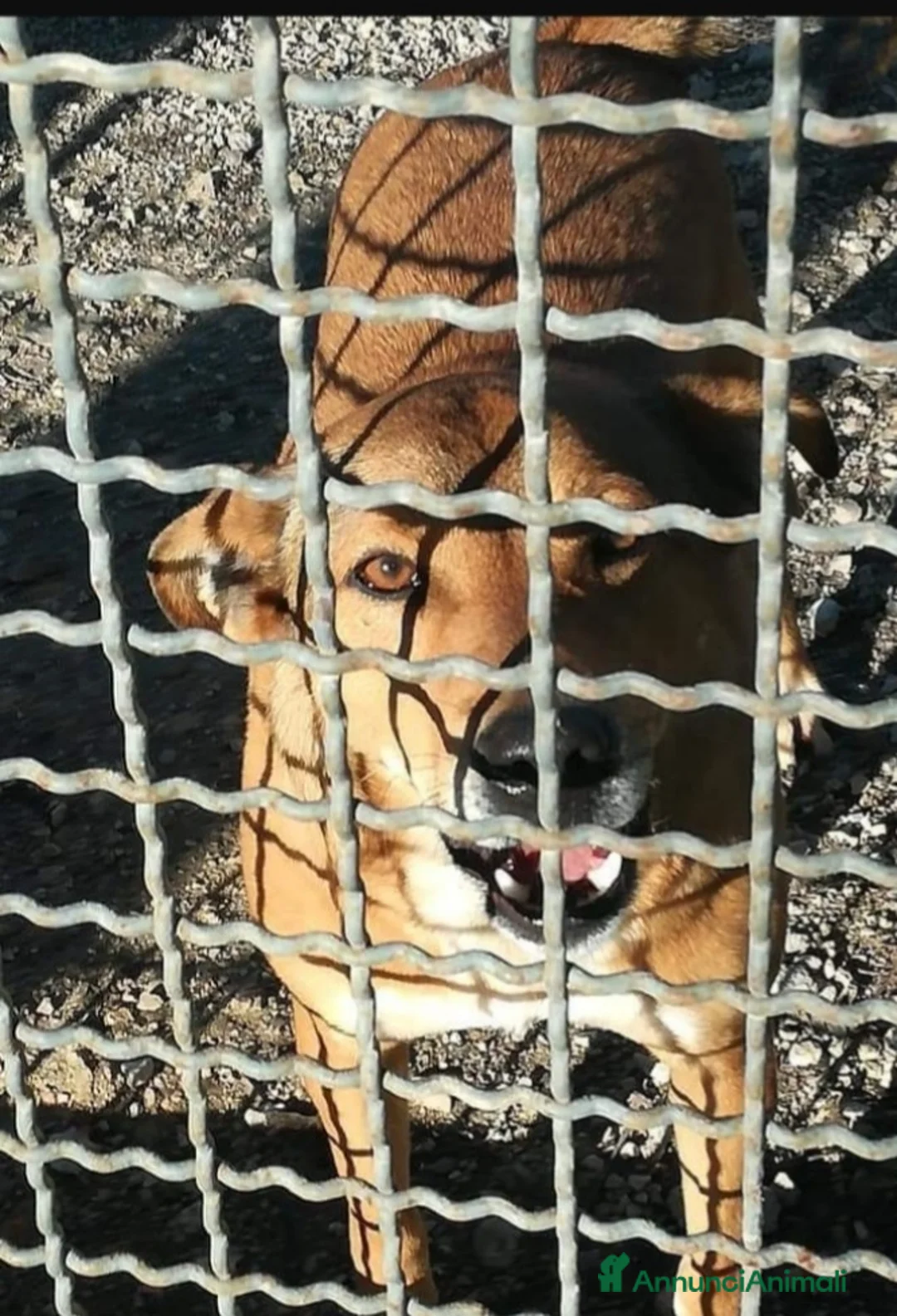 Meticcio cani in regalo: Bruno 5anni LO VOLEVANO MORTO! NAPOLI SOS CASA - Annuncio 2