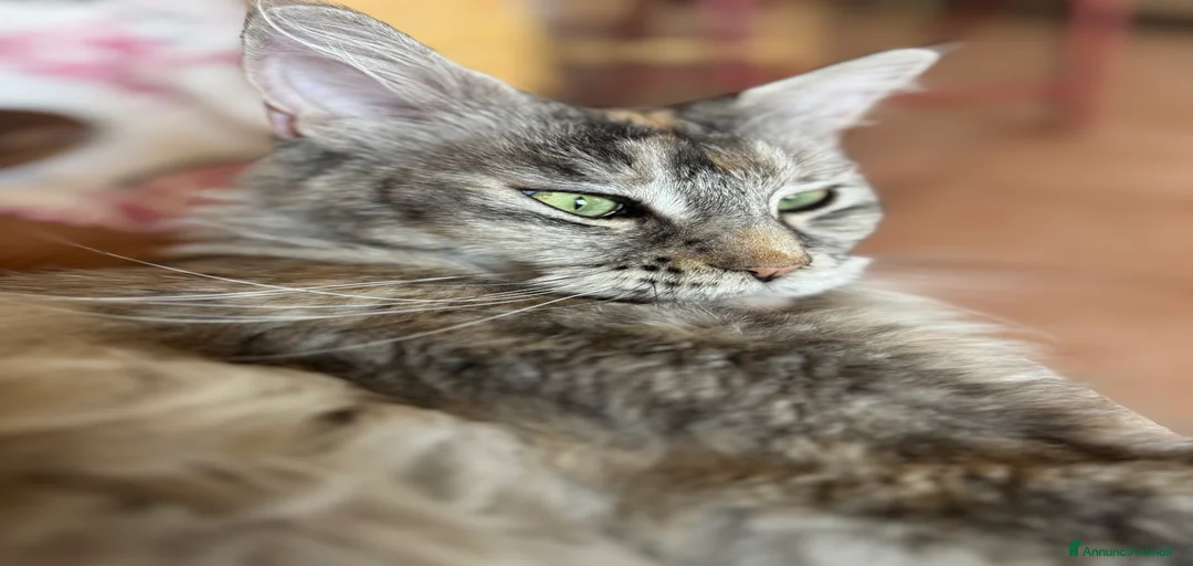 Immagine della galleria {{count}}