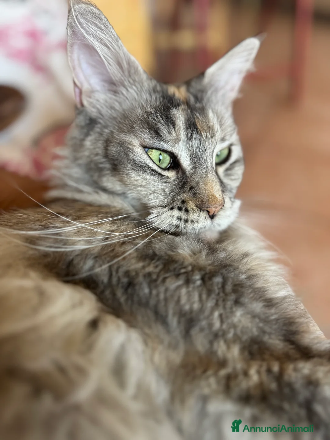 Immagine della galleria {{count}}