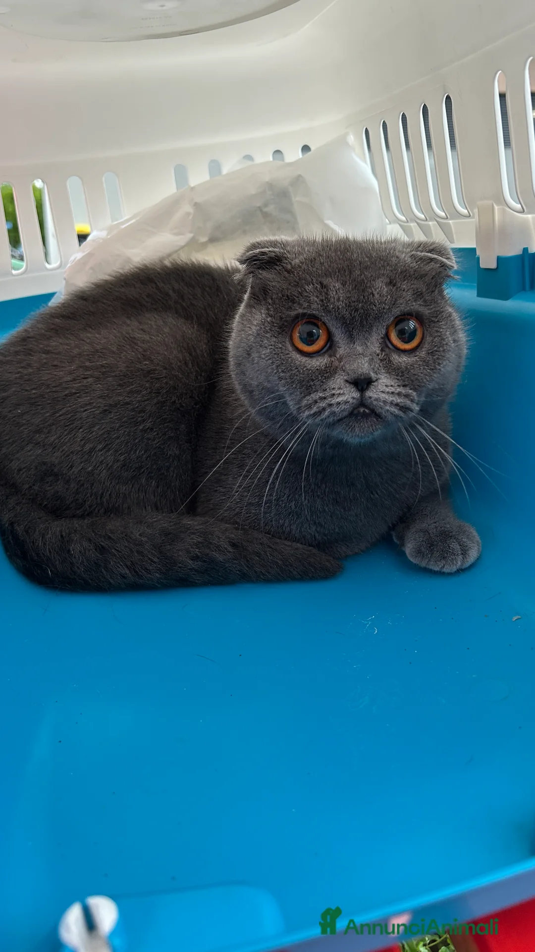 Scottish gatti per accoppiamento: cerco maschio per accoppiamento  - Annuncio 3