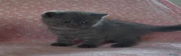 Scottish gatti in vendita: Scottish fold e straight  - Annuncio 14