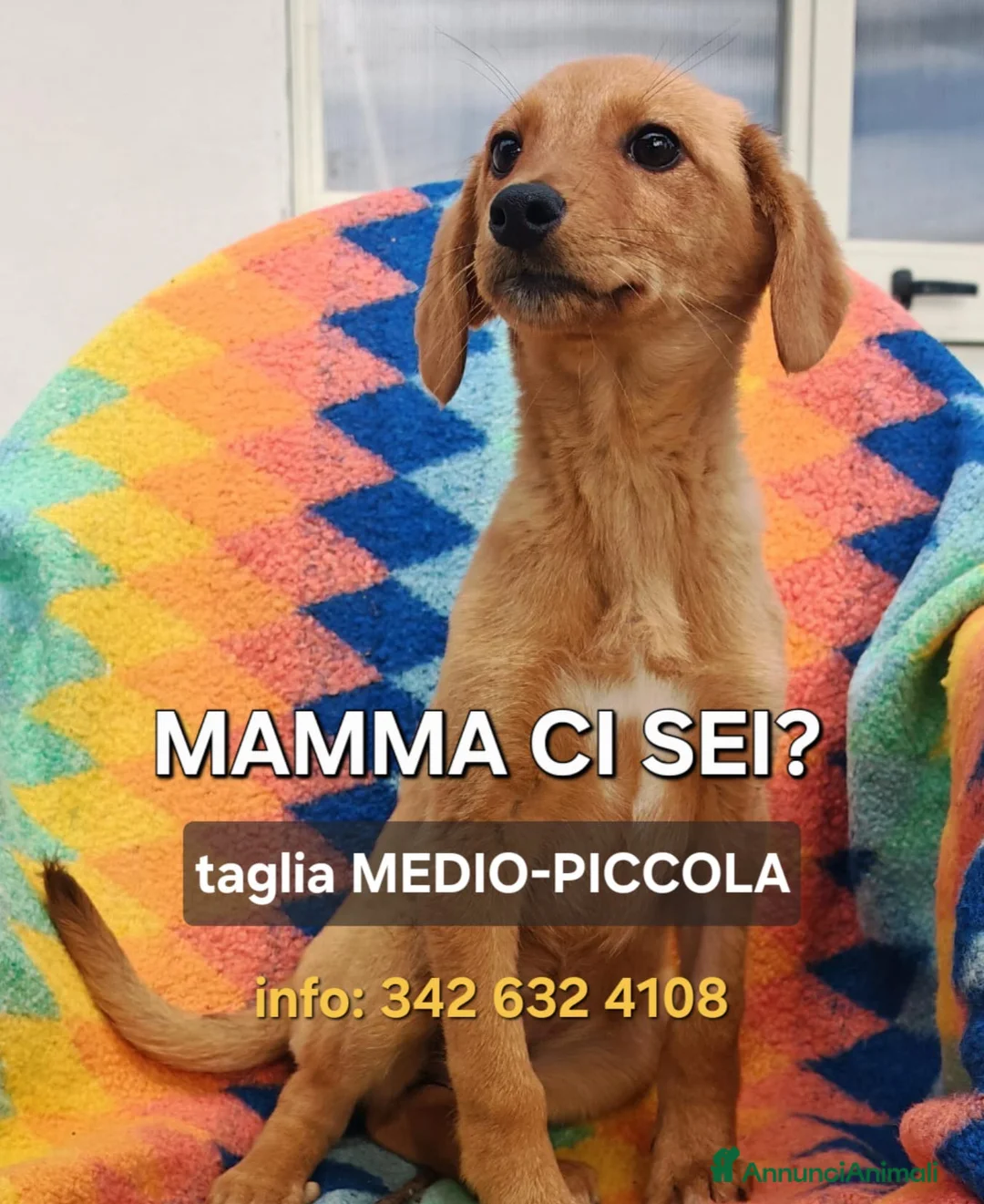 Meticcio cani in regalo: NOCCIOLA 🩷-cucciola taglia medio/piccola sola 😢 - Annuncio 1
