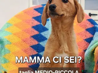 Meticcio cani NOCCIOLA 🩷-cucciola taglia medio/piccola sola 😢 - Annuncio 27