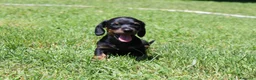 Bassotto cani in vendita: Cuccioli di bassotto  - Annuncio 6