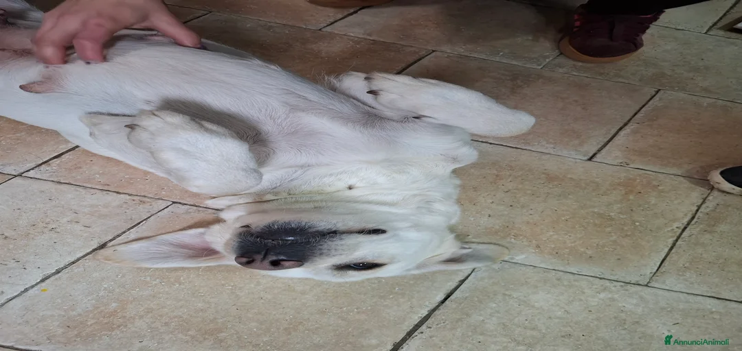 Immagine della galleria {{count}}