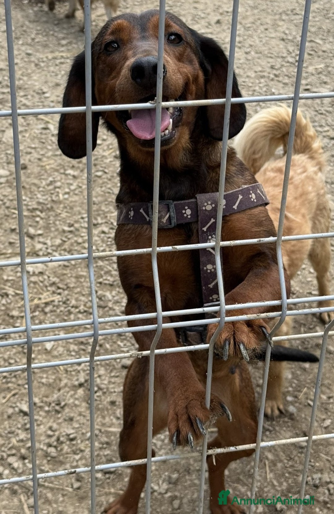 Alpenlaendische Dachsbracke cani in regalo: NOXY, piccola DACHSBRACKE super affettuosa! - Annuncio 2