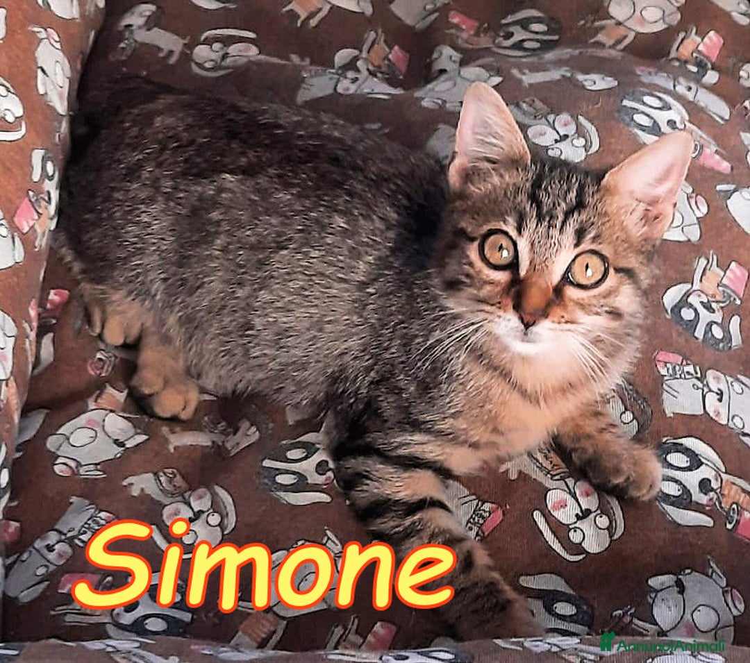 Europeo gatti in regalo:  SIMONE IL GATTINO DALLE MILLE COCCOLE - Annuncio 3