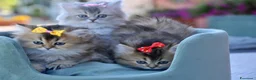 British gatti in vendita: British - Annuncio 2