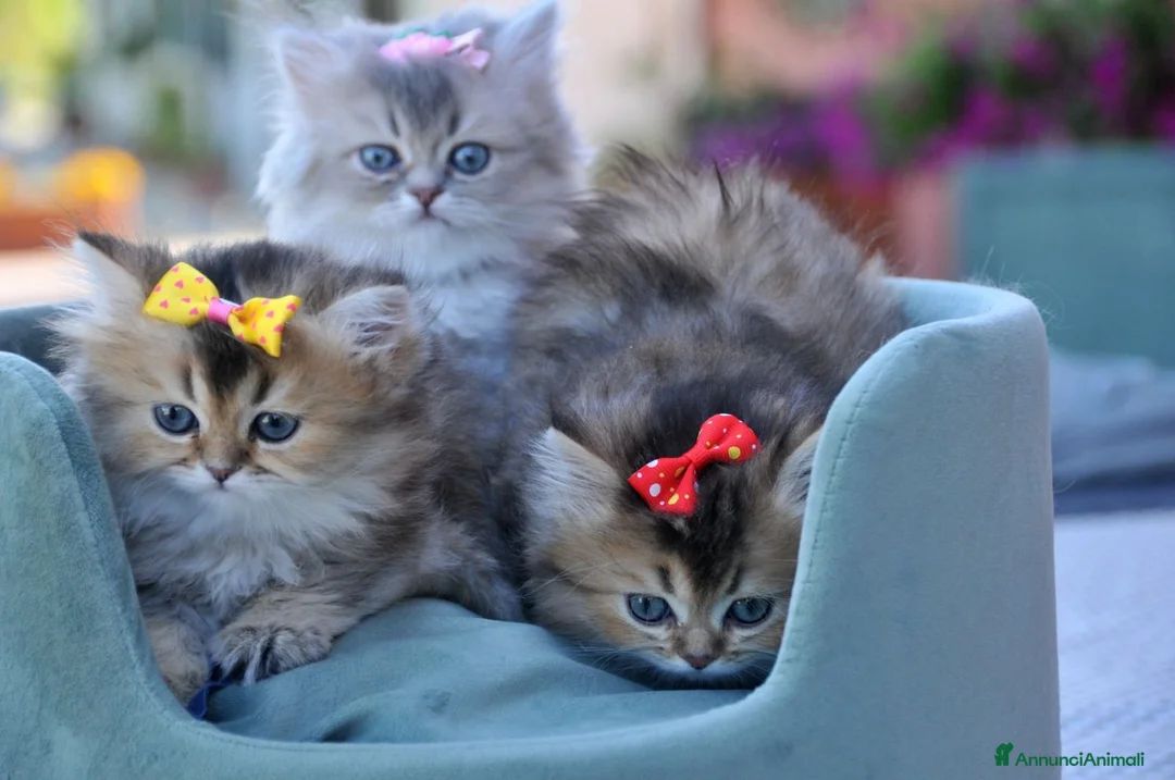 British gatti in vendita: British - Annuncio 2