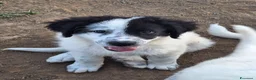 Meticcio cani in vendita: 🐶 Cucciolo maschio bianco con macchie nere - Annuncio 7