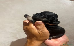 Altre razze gatti in vendita: Bulldog francese cuccioli a Città metropolitana di Milano - Immagine 8