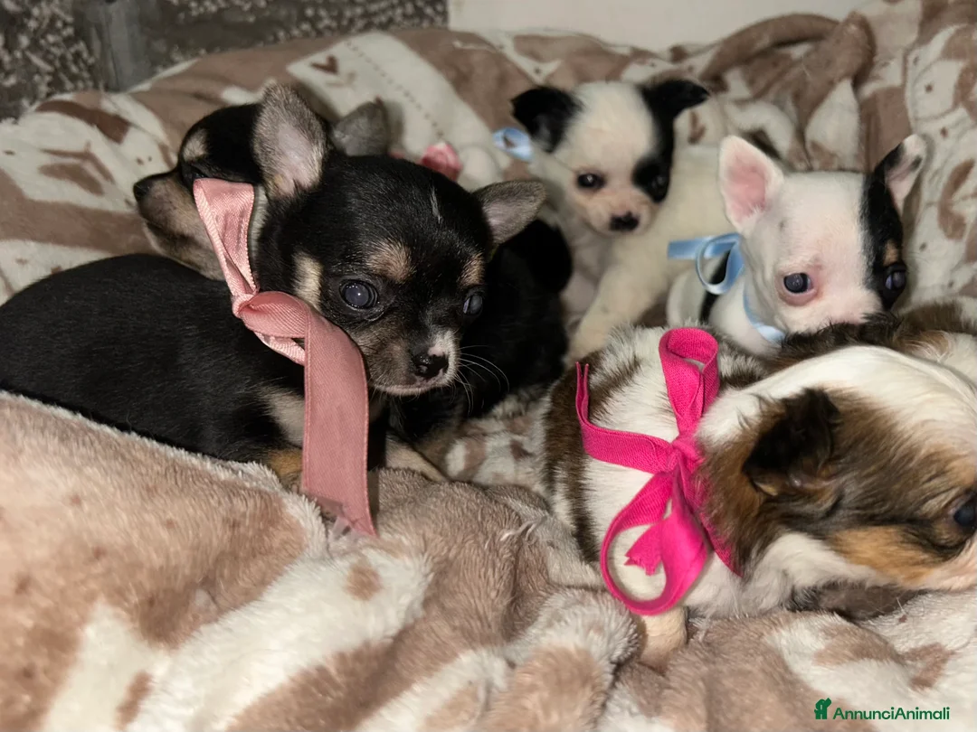 Chihuahua cani in vendita: Chihuahua mini - Annuncio 2