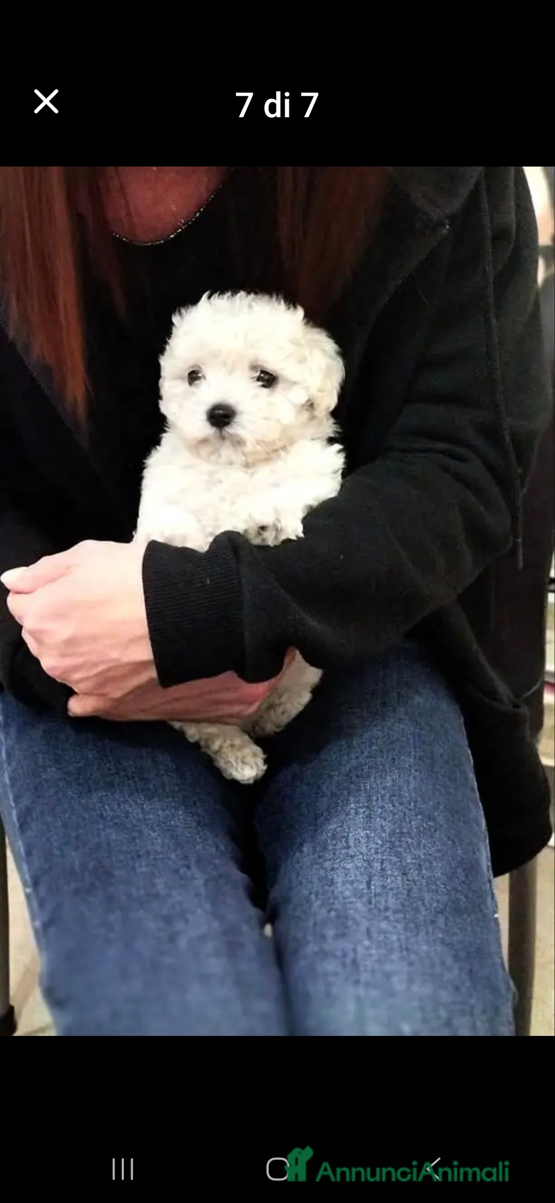 Maltese cani in vendita: Maltese toy - Annuncio 3