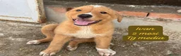 Meticcio cani in regalo: Trovatelli cercano urgentemente casa  a Provincia di Monza e della Brianza - Annuncio 2