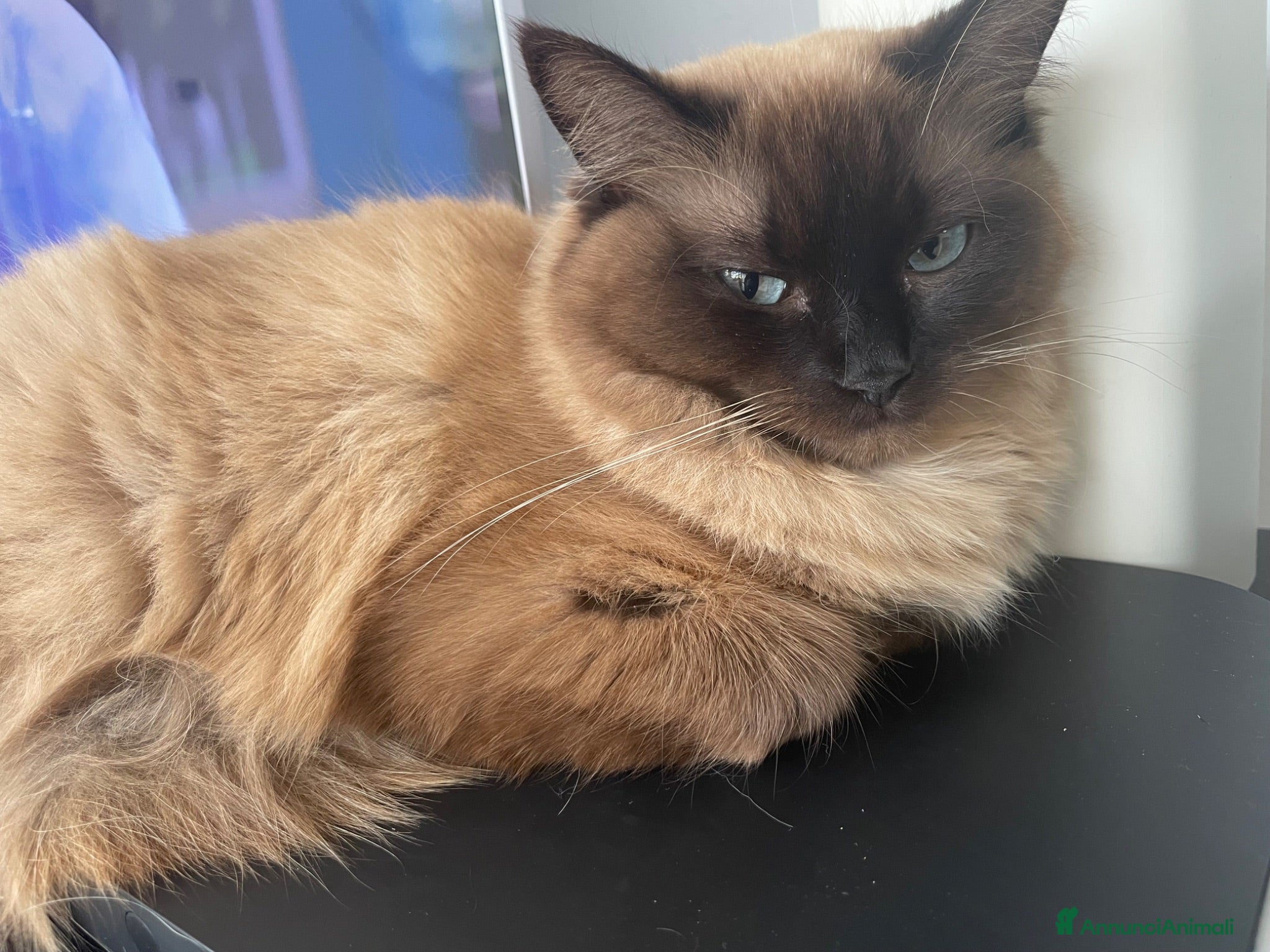 Ragdoll gatti Ragdoll maschi - Annuncio 8