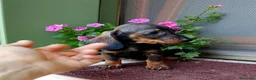 Bassotto cani in vendita: Bassotto pelo corto femmina con pedigree  - Annuncio 6