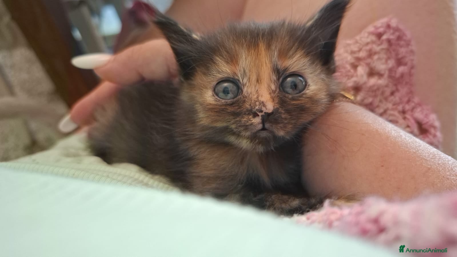 Altre razze gatti in regalo: 4 bellissimi gattini/e vivaci - Annuncio 1