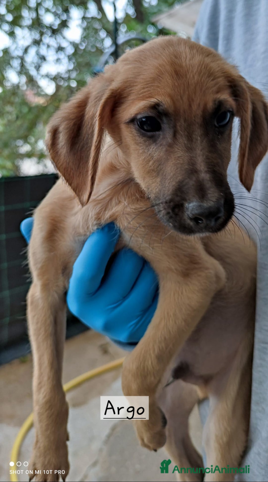 Segugio cani in regalo: Cuccioli simil segugio maremmano  - Annuncio 4