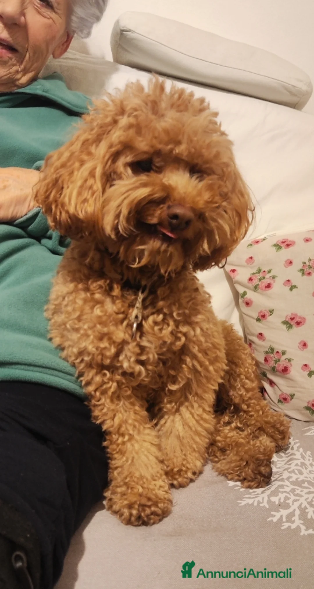 Barbone cani per accoppiamento: Barboncino pedigree e test genetici - Annuncio 2