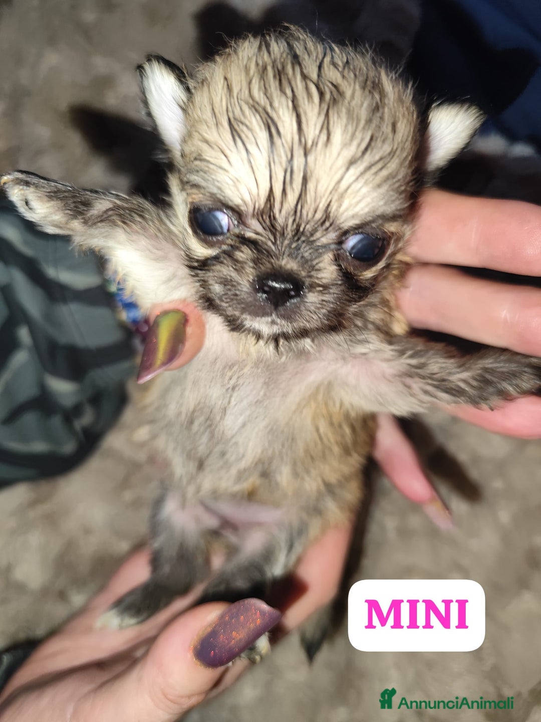Chihuahua cani in vendita: Cuccioli chiuhahua  - Annuncio 2