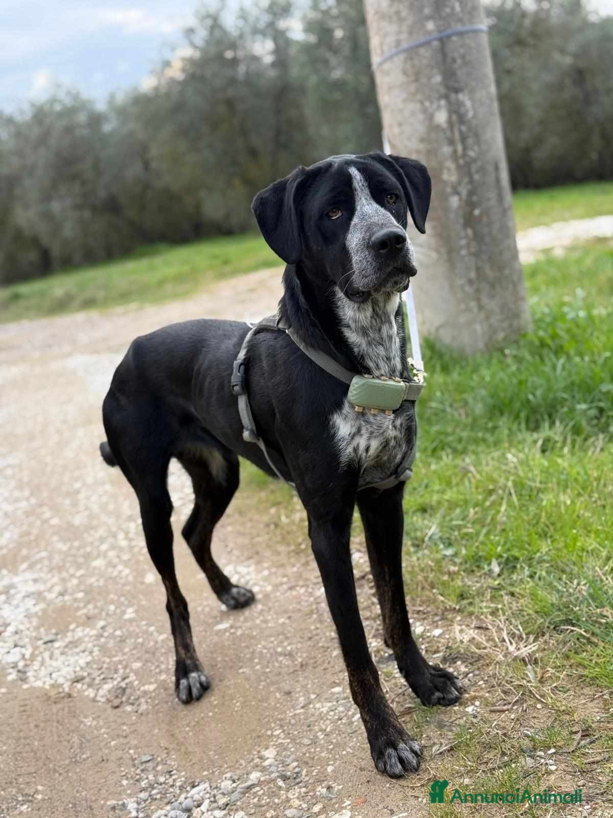 Meticcio cani KATY, cucciolona SUPER SIMPATICA! - Annuncio 21