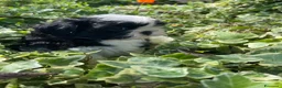 Shih Tzu cani in vendita: Cuccioli di Shi-tzu - Annuncio 20