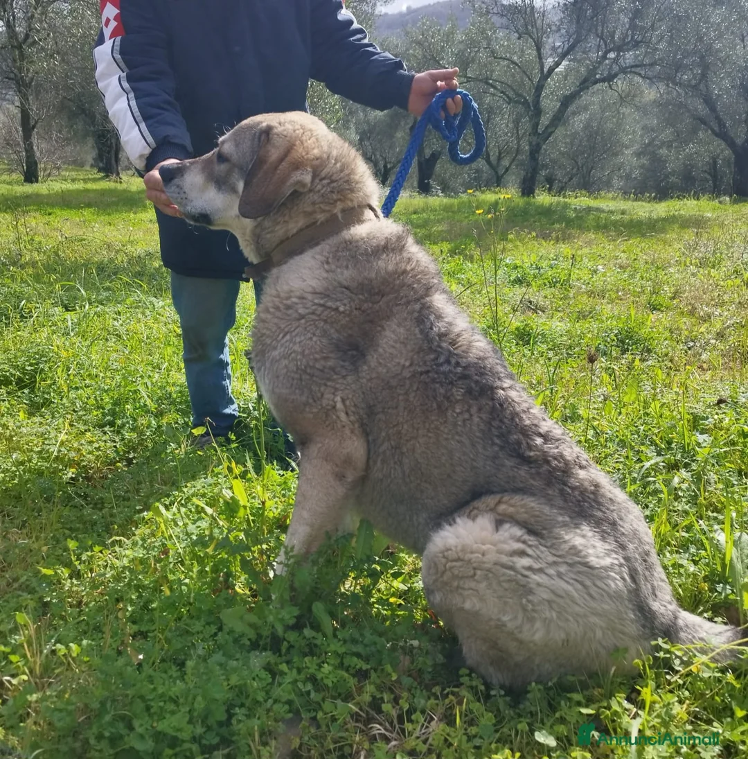 Meticcio cani in regalo: CUCCIOLONE BALOO  - Annuncio 4