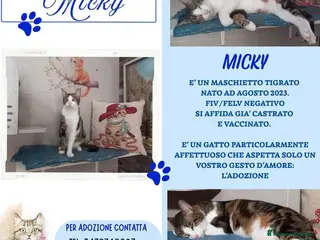 Europeo gatti Affettuoso gattino da adottare, MICKY ! - Annuncio 35