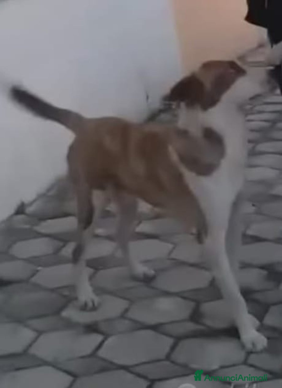 Meticcio cani in regalo: 3anni maschio ha xso 1occhietto..non trova casa! a Città metropolitana di Milano - Annuncio 3