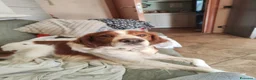 Breton cani in regalo: Cane adulto breton a Provincia di Biella - Annuncio 1