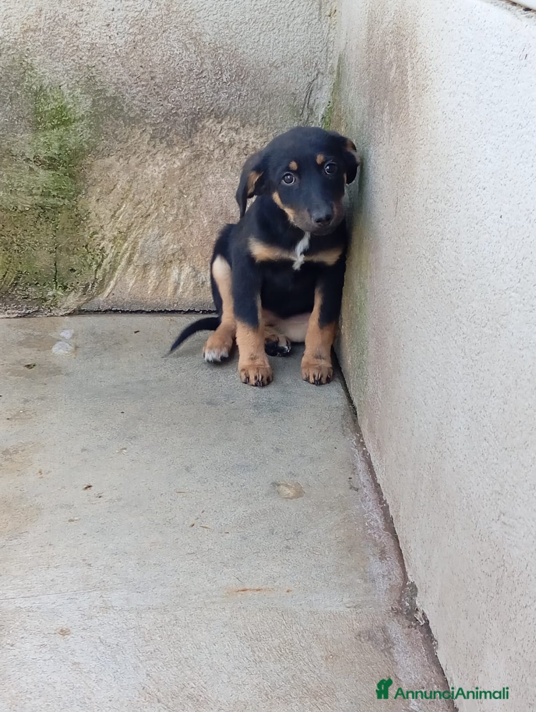 Meticcio cani in regalo: Clyo, simil pastorina!  - Annuncio 2