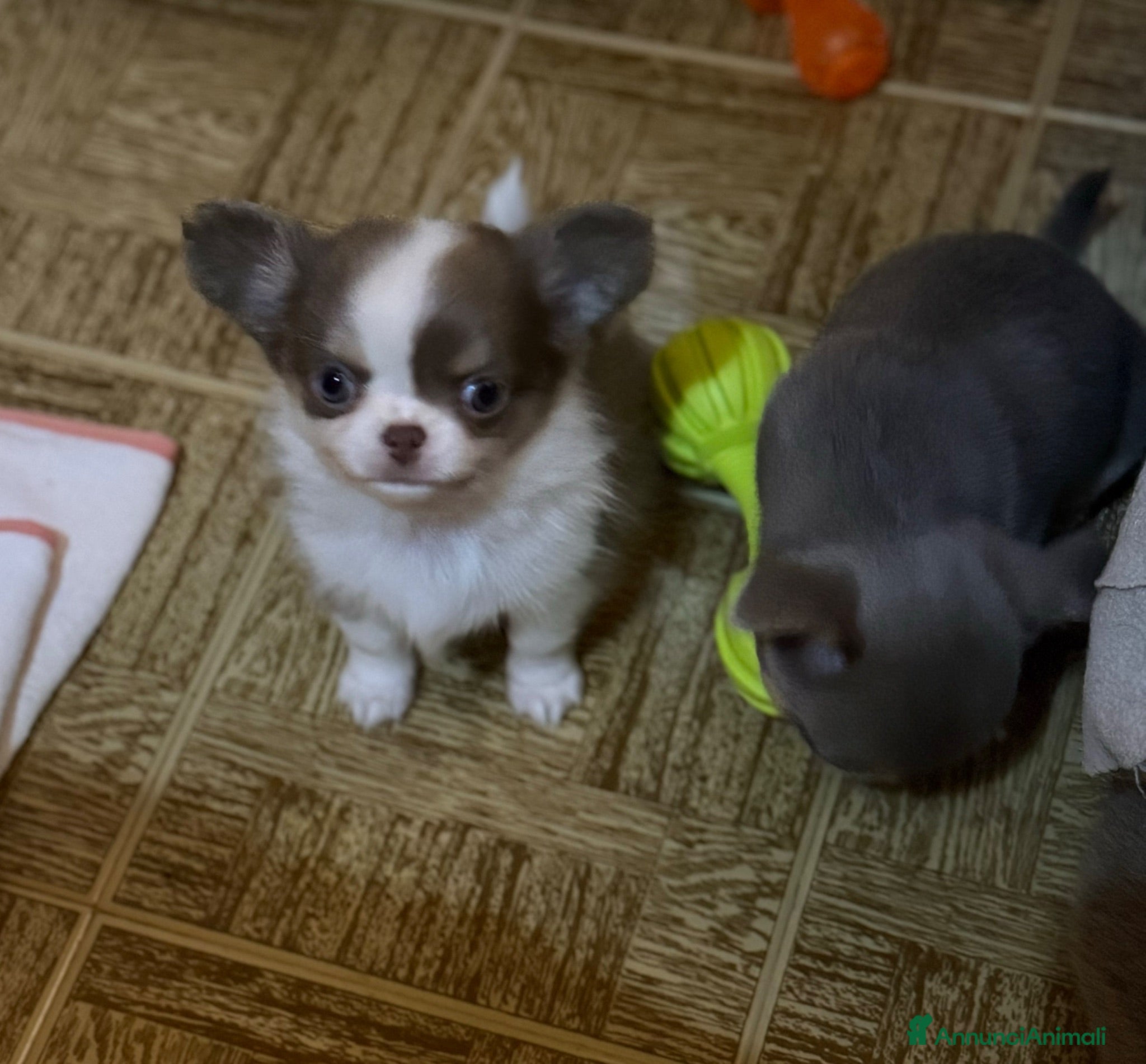 Chihuahua cani Chihuahua mini  - Annuncio 1