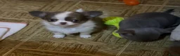 Chihuahua cani in vendita: Chihuahua mini  - Annuncio 1